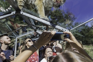 Visiteurs dans le tunnel des tigres - SEPTEMBRE 2018 -Crédit photo Arthus Boutin 5