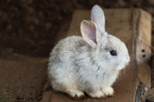 rabbit-3578422 1280
