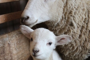 sheep-4296302 1280